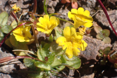 Erythranthe primuloides, photograph 1
