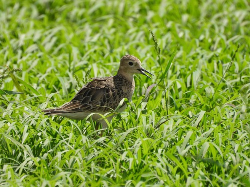Buff-breasted Sandpiper
