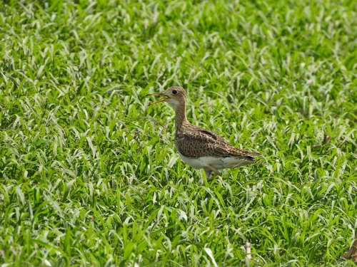 Upland Sandpiper