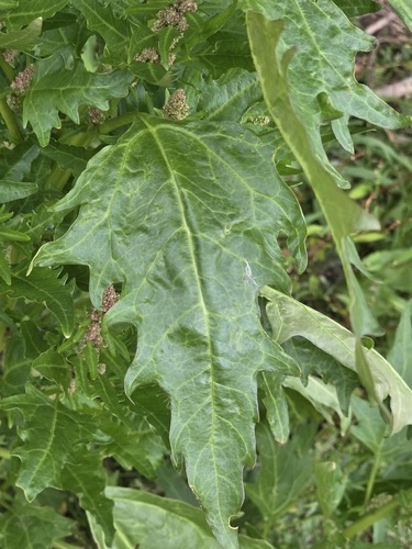 red pigweed