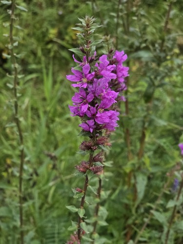 purple loosestrife