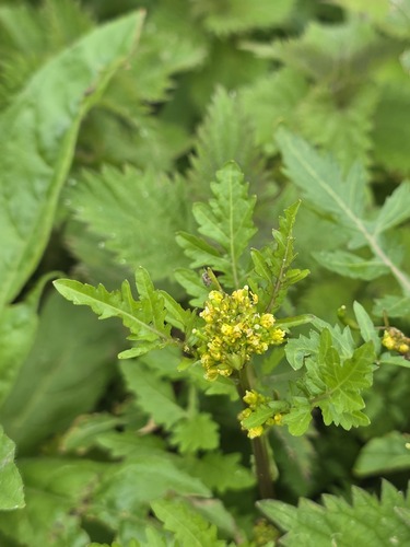 Bog Yellowcress