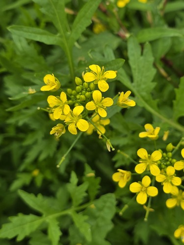 Creeping Yellowcress