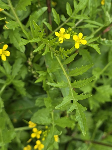 Rorippa sylvestris, photograph 5