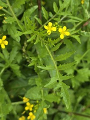 (c) Matthew Flood, some rights reserved (CC BY) Rorippa sylvestris, photograph (c) Matthew Flood, some rights reserved (CC BY)