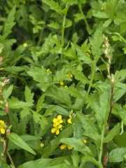 (c) Matthew Flood, some rights reserved (CC BY) Rorippa sylvestris, photograph (c) Matthew Flood, some rights reserved (CC BY)