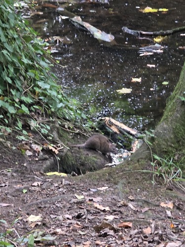 Brown Rat