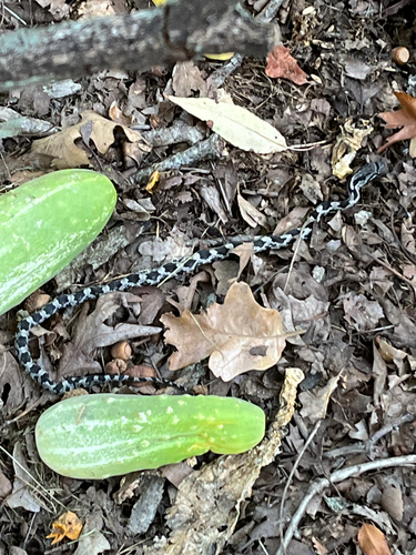 Western Ratsnake