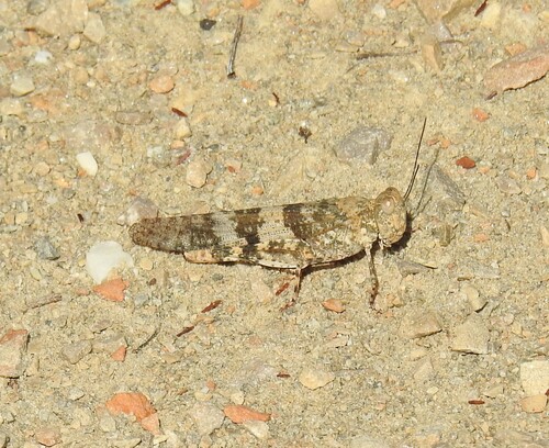 Lichen Grasshopper