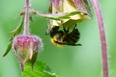 Bombus schrencki