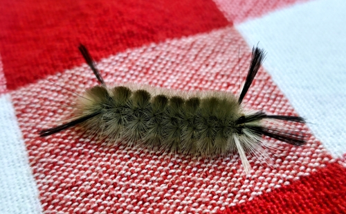 Banded Tussock Moth