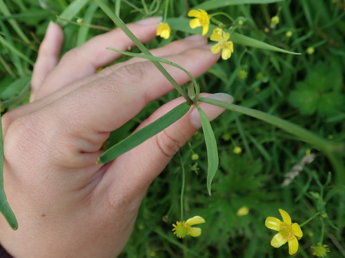 Ranunculus flammula