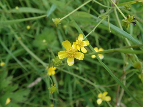 Ranunculus flammula, photograph 1