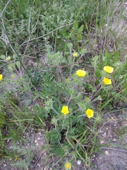 Potentilla pedata