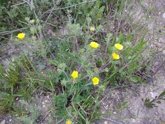 Potentilla pedata