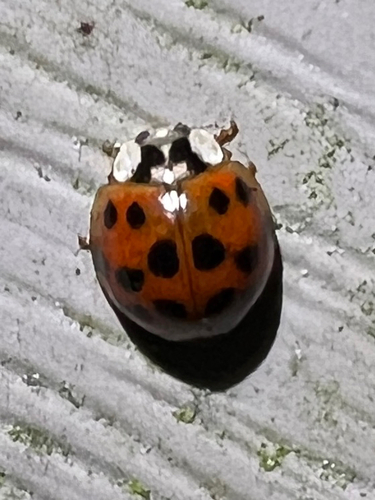 Asian Lady Beetle