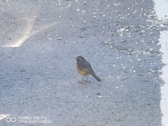 Tarsiger johnstoniae