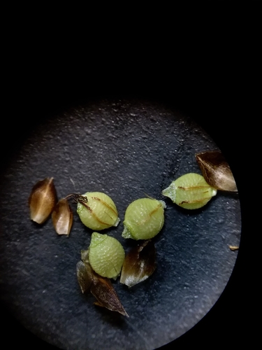 Image of Rhynchospora recognita by (c) Will McFarland, some rights reserved (CC BY)