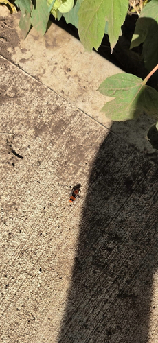 Common Eastern Velvet Ant