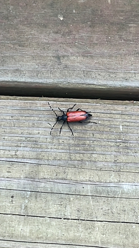 Red-shouldered Pine Borer