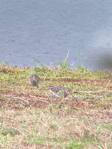 Common Snipe