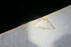 Opisthoxia miletia