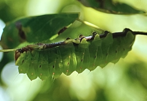 Polyphemus Moth