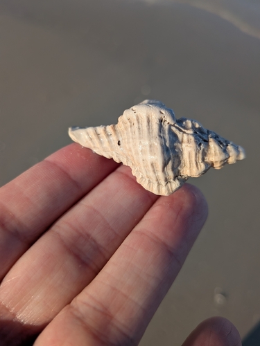 Chicoreus dilectus observed 2026-09-14