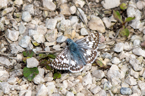 Common Checkered-Skipper