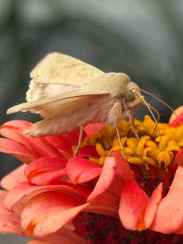 Corn Earworm Moth