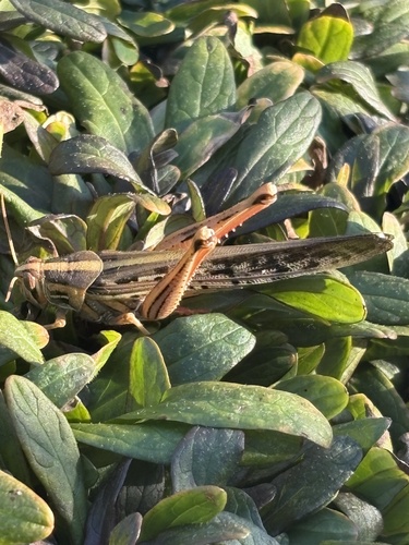 American Bird Grasshopper