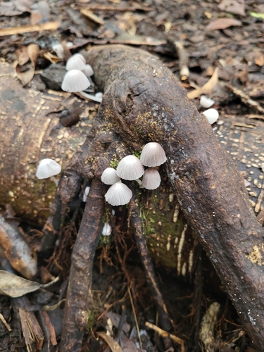 Coprinus observed 2026-09-14