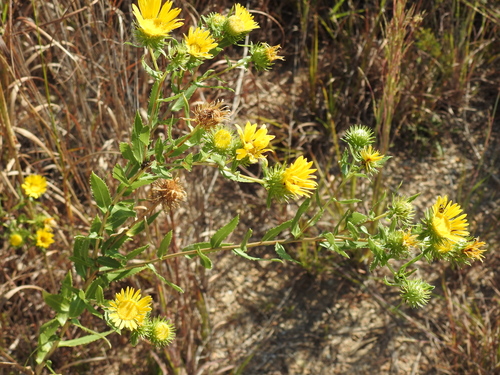 Narrowleaf Gumweed