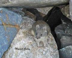 Abrothrix andina