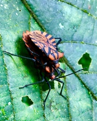Spartocera pantomima