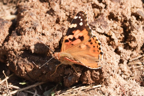 Painted Lady