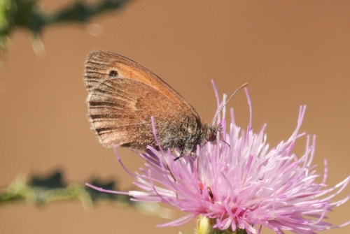 Small Heath