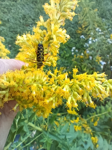 Locust Borer