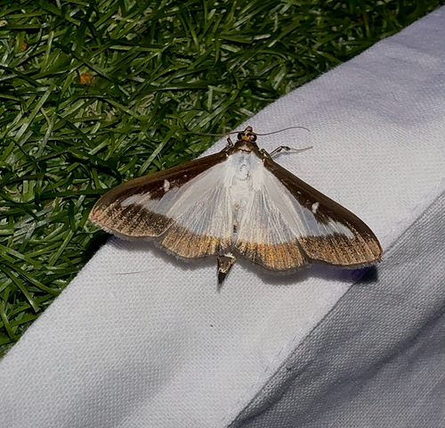 Box Tree Moth