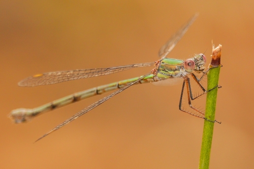 Western Willow Spreadwing