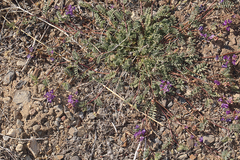 Astragalus inyoensis