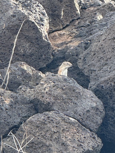 Texas Antelope Squirrel observed by hikernut
