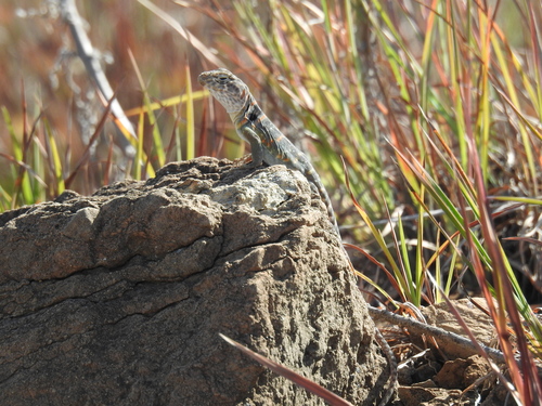 Eastern Collared Lizard