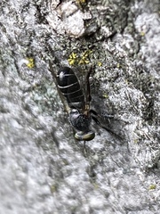 Atomosia melanopogon