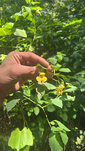 pale jewelweed