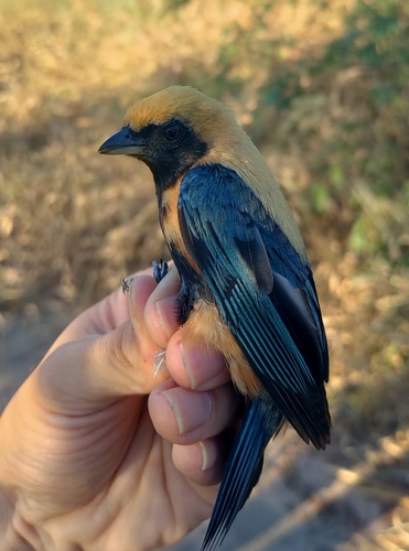 Burnished-buff Tanager