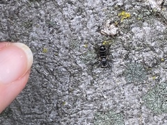 Atomosia melanopogon