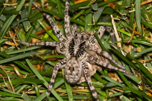 Lycosa singoriensis