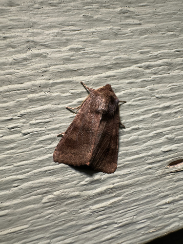 Bronzed Cutworm Moth