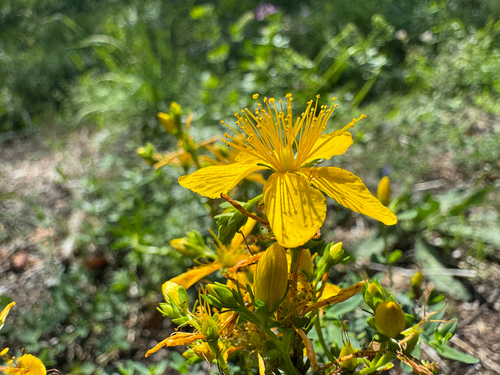Common St. John's Wort